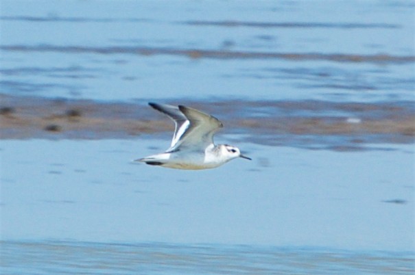 Phalarope à bec large - ML34175521