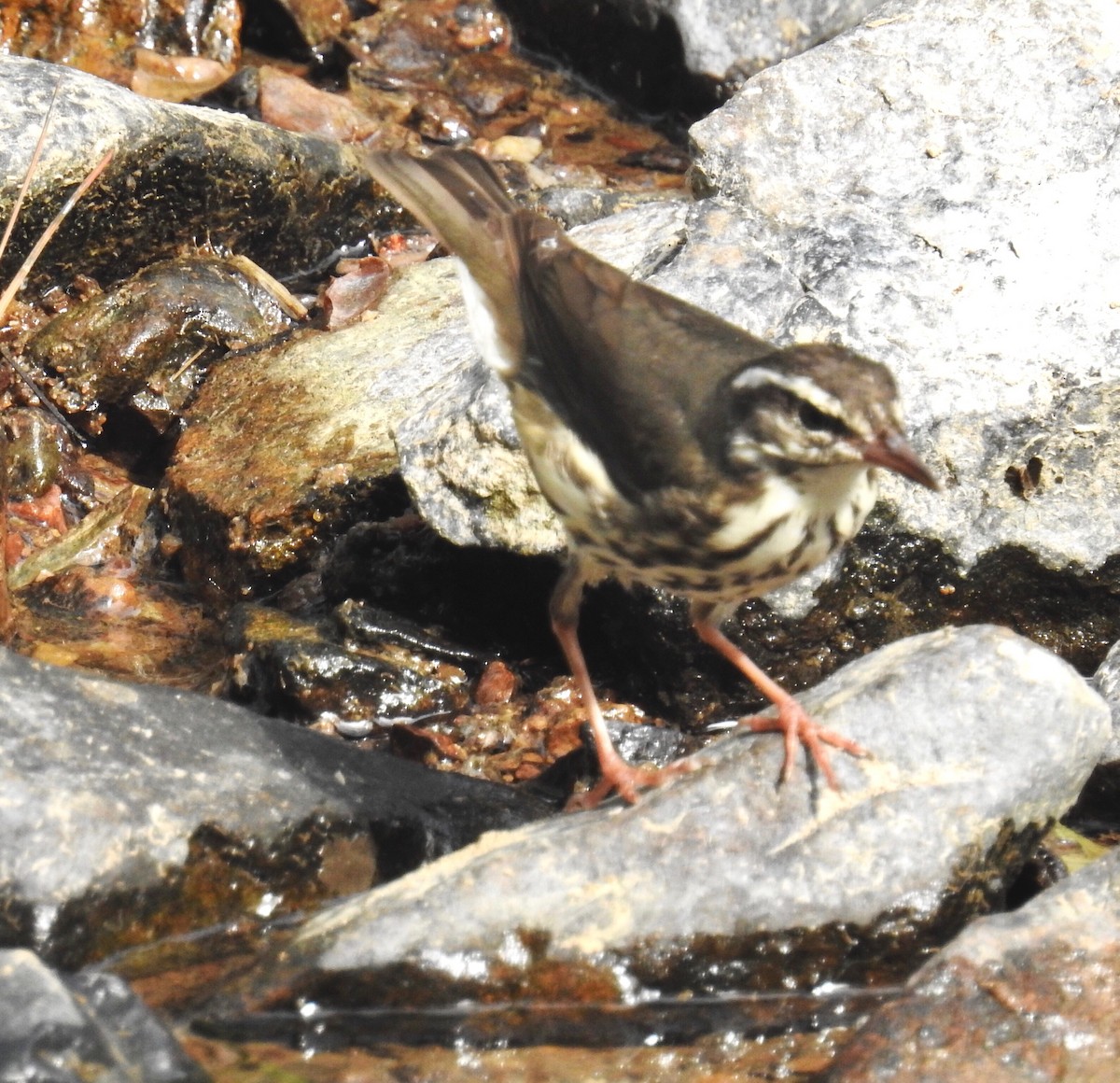 Louisiana Waterthrush - ML341758931