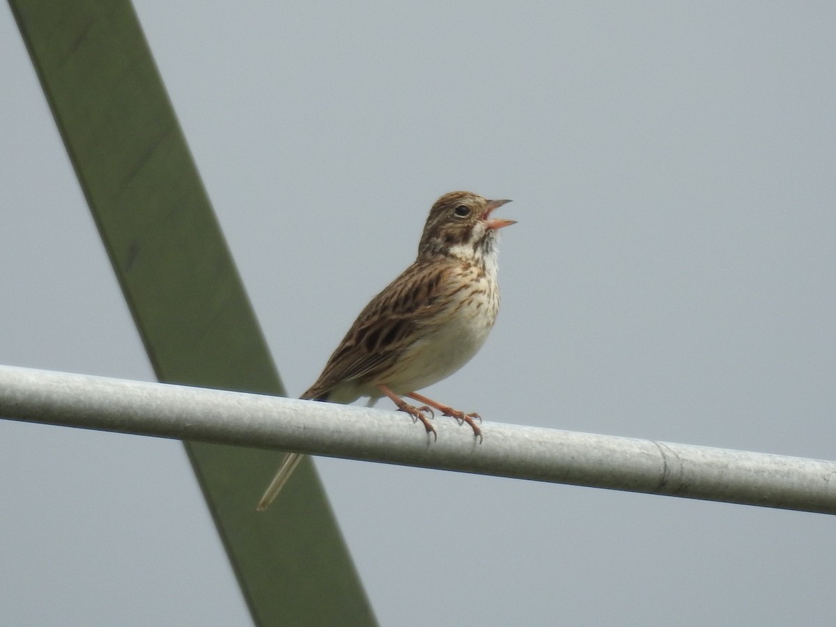 Vesper Sparrow - ML341758961