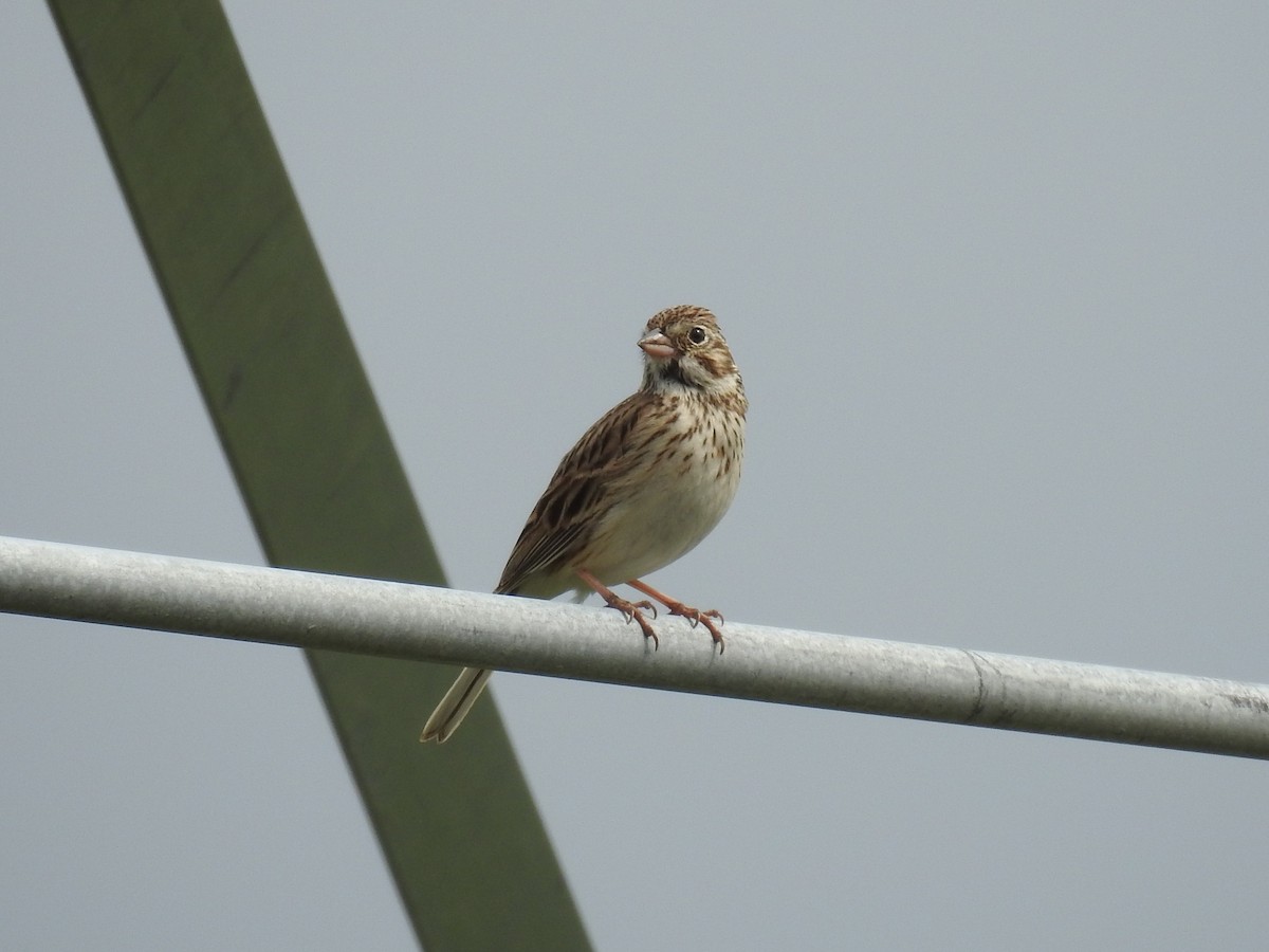 Vesper Sparrow - ML341759101