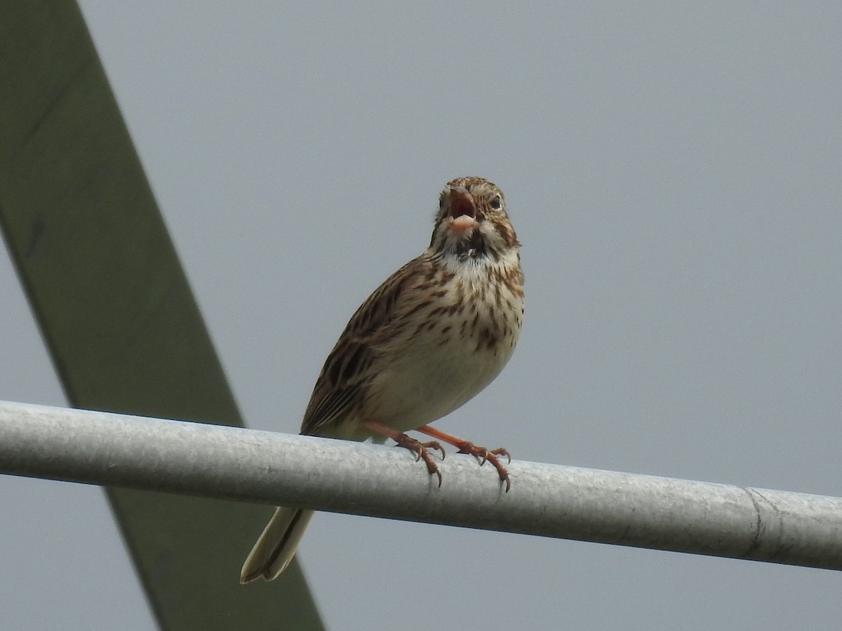 Vesper Sparrow - ML341759111