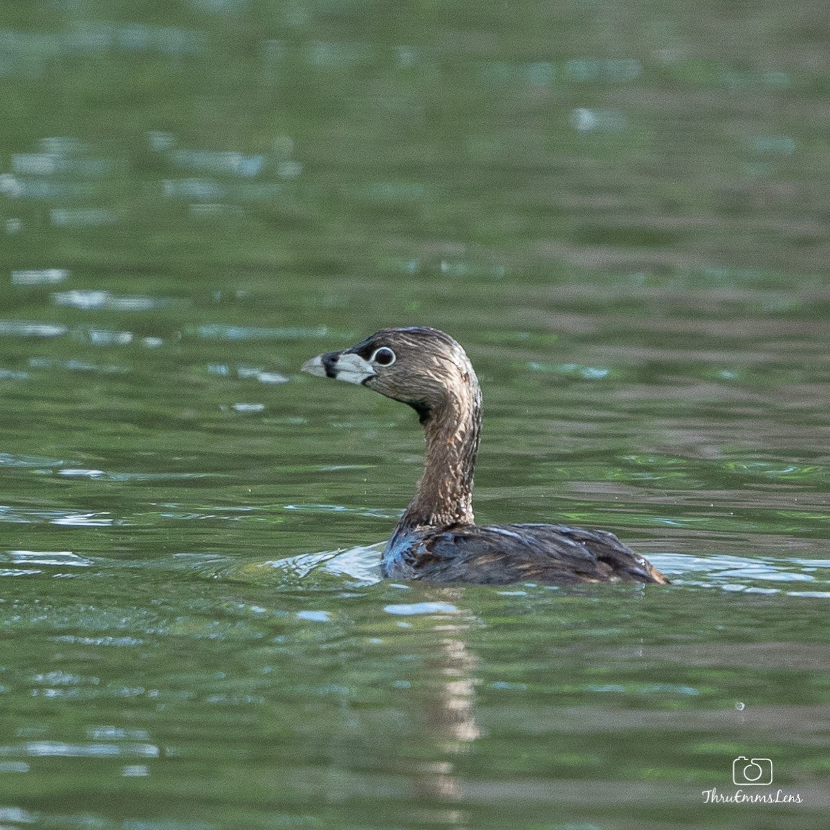 Pied-billed Grebe - ML341759711