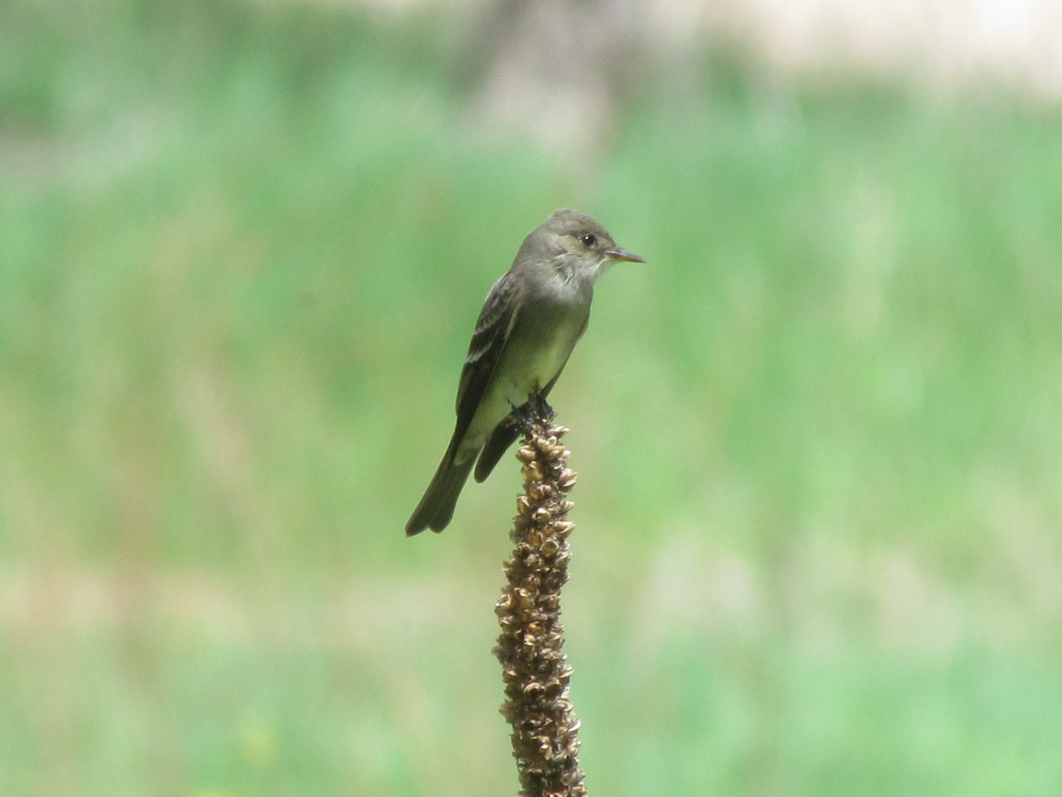 Western Wood-Pewee - ML341760821