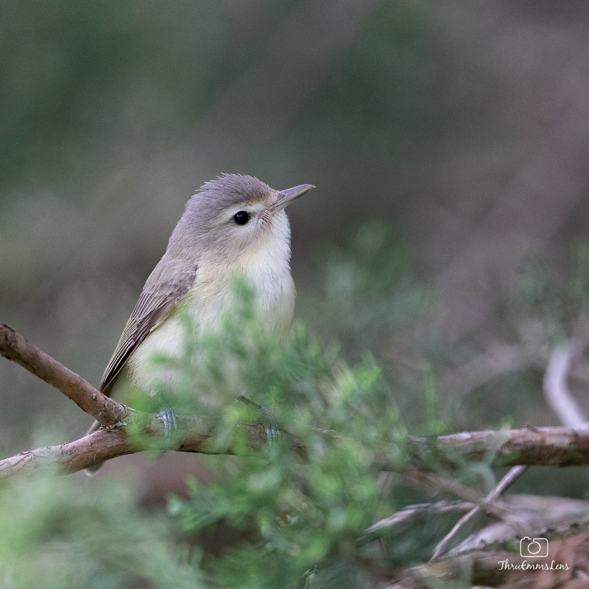 Warbling Vireo (Eastern) - ML341760901