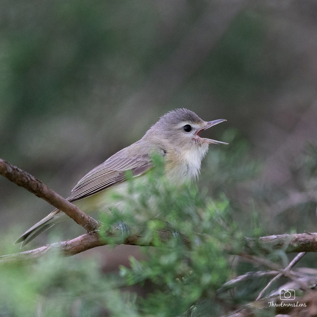 Warbling Vireo (Eastern) - ML341761041
