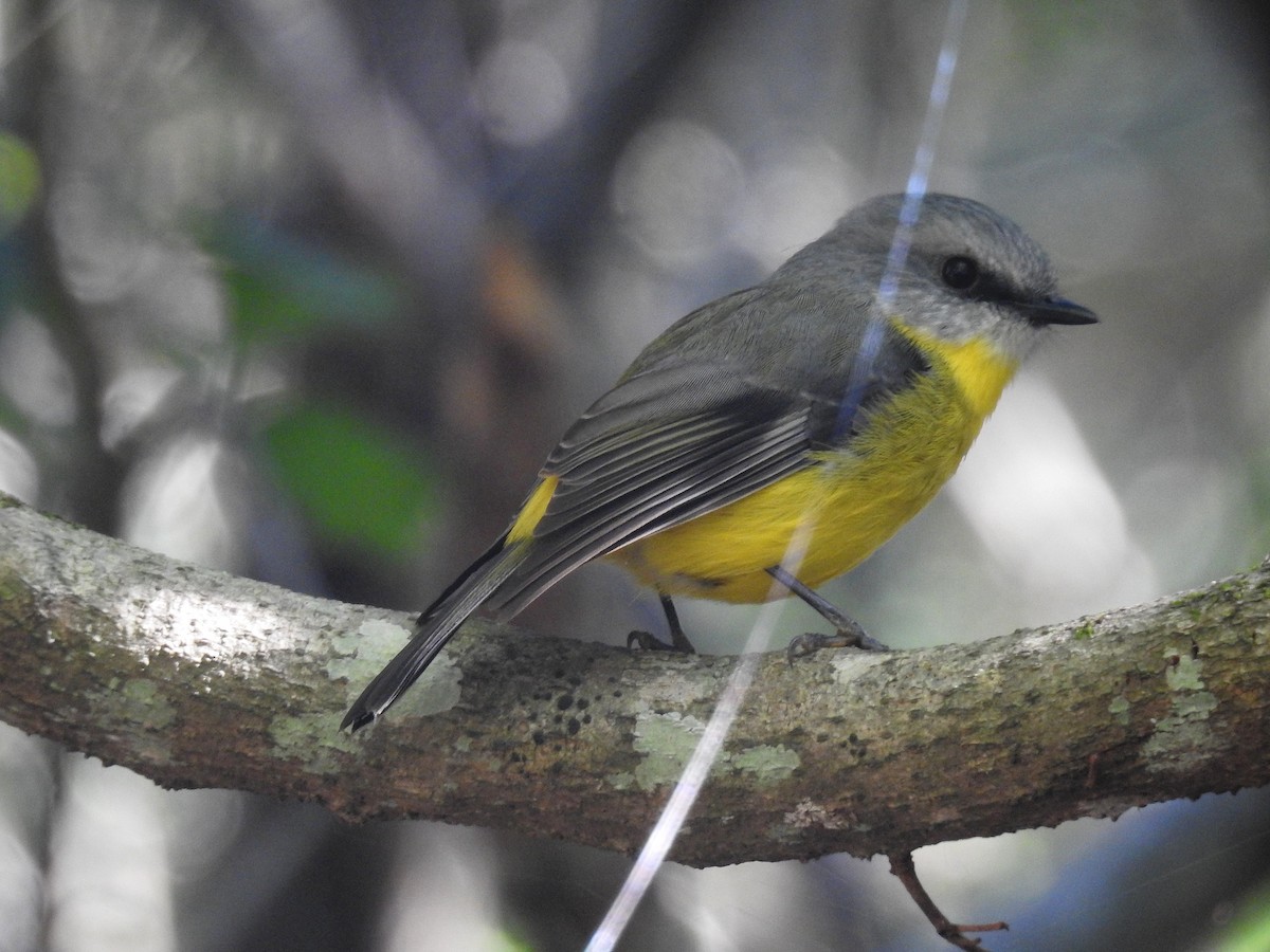 Eastern Yellow Robin - Tim Tucey