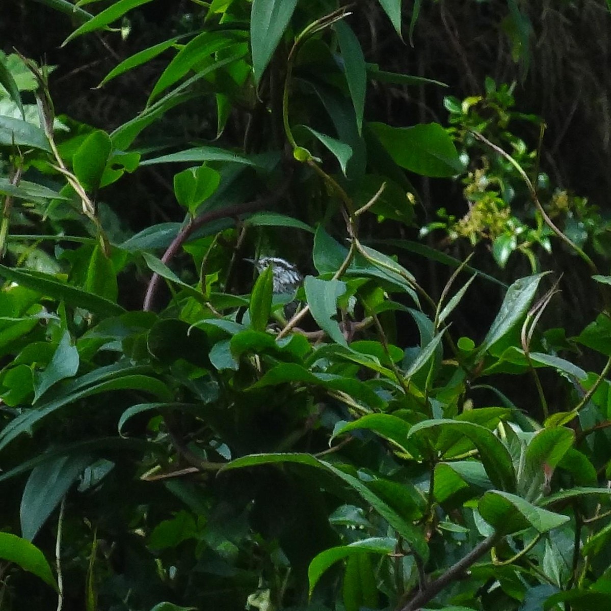 Cucarachero del Bambú - ML341761401