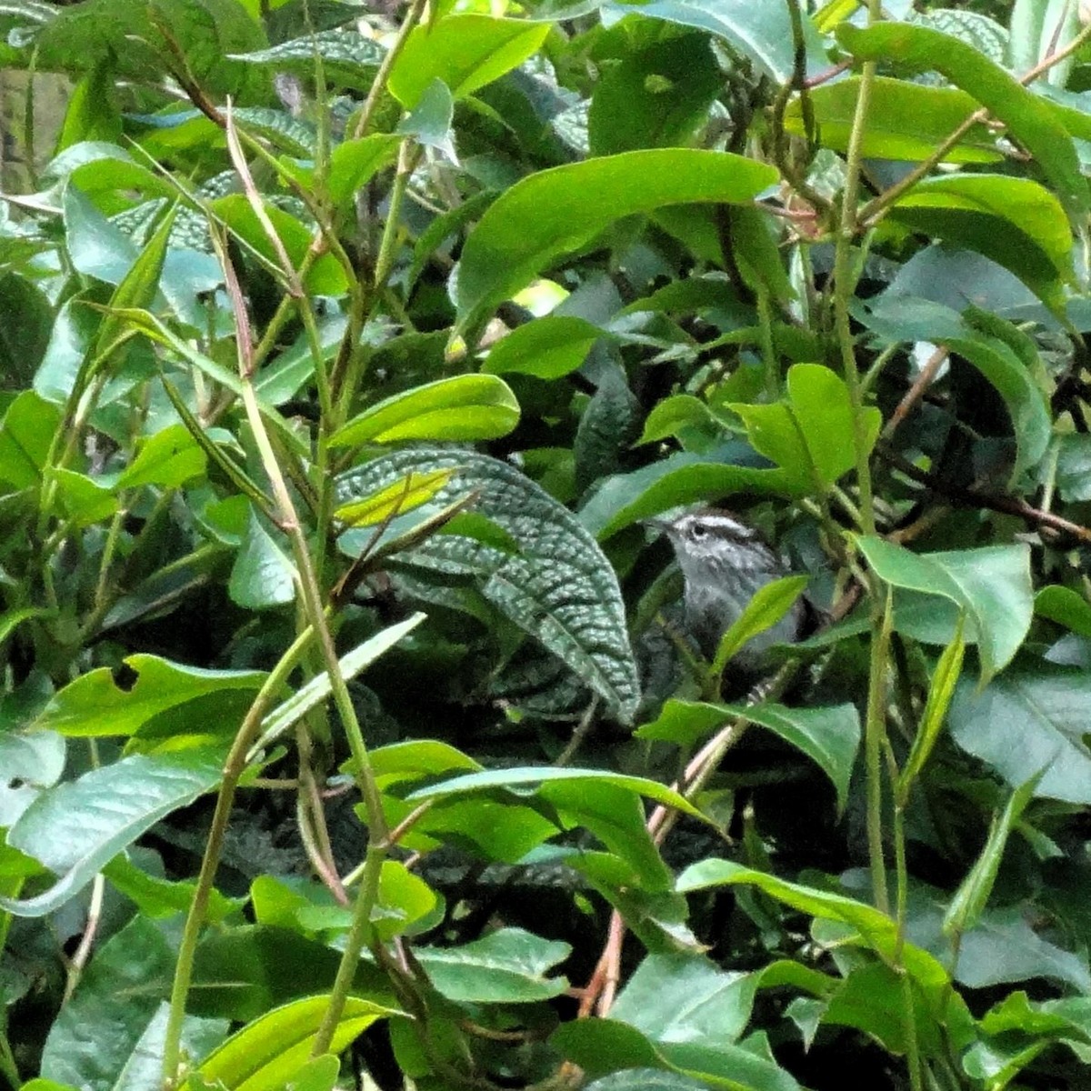 Timberline Wren - Beny Wilson