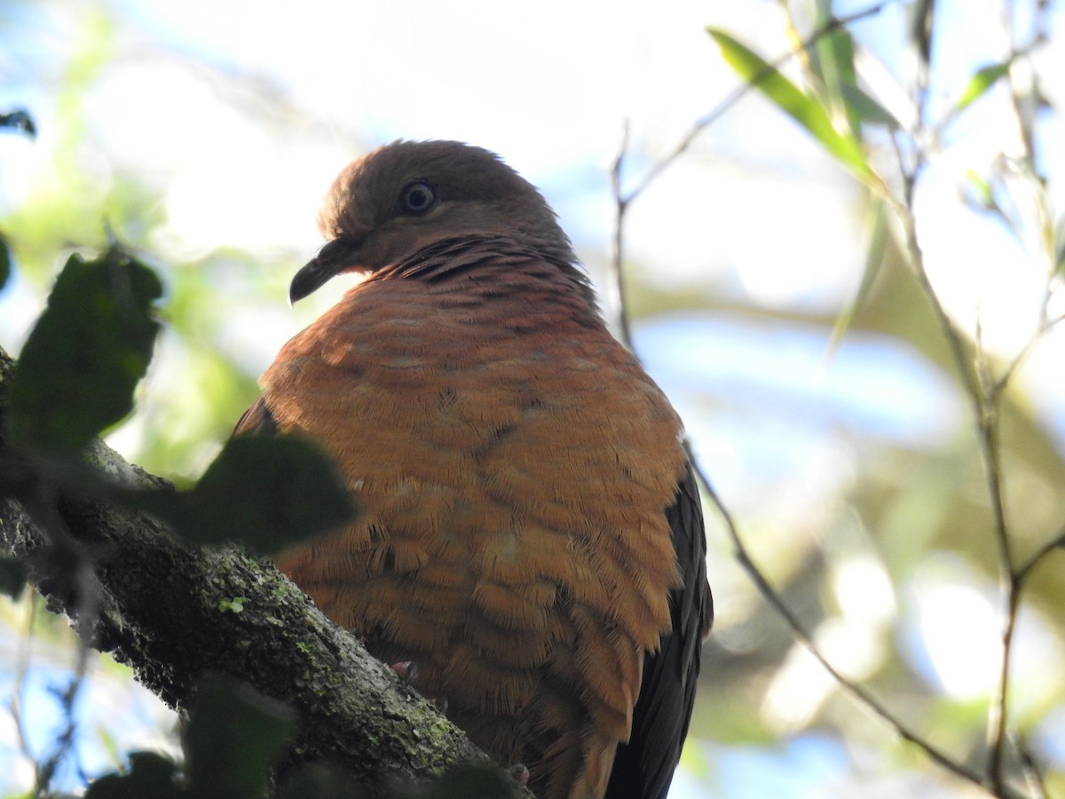 Brown Cuckoo-Dove - Tim Tucey