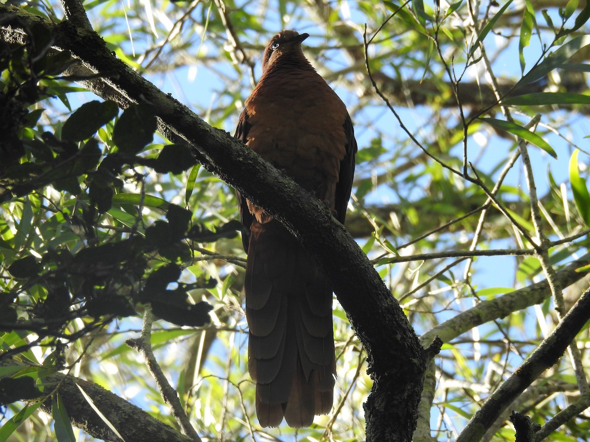 Brown Cuckoo-Dove - Tim Tucey