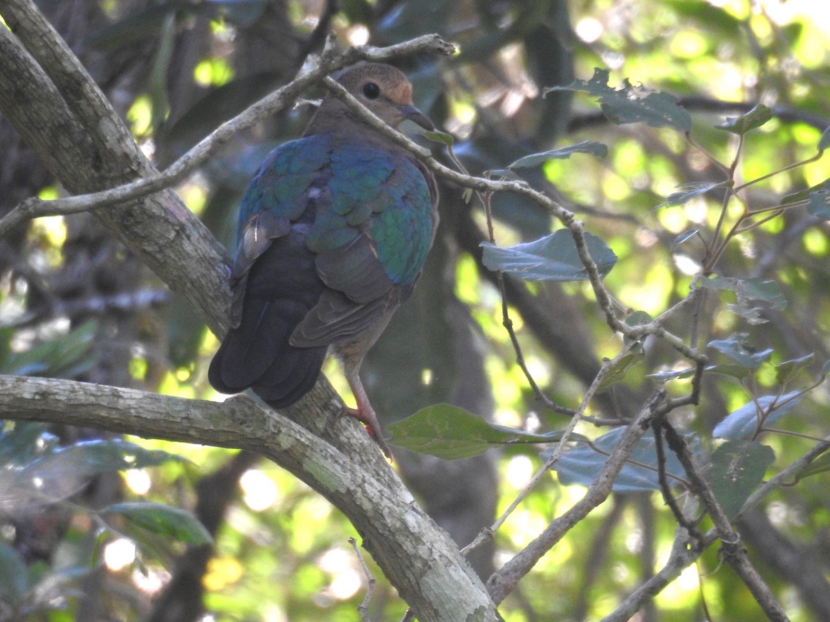 Pacific Emerald Dove - ML341762161