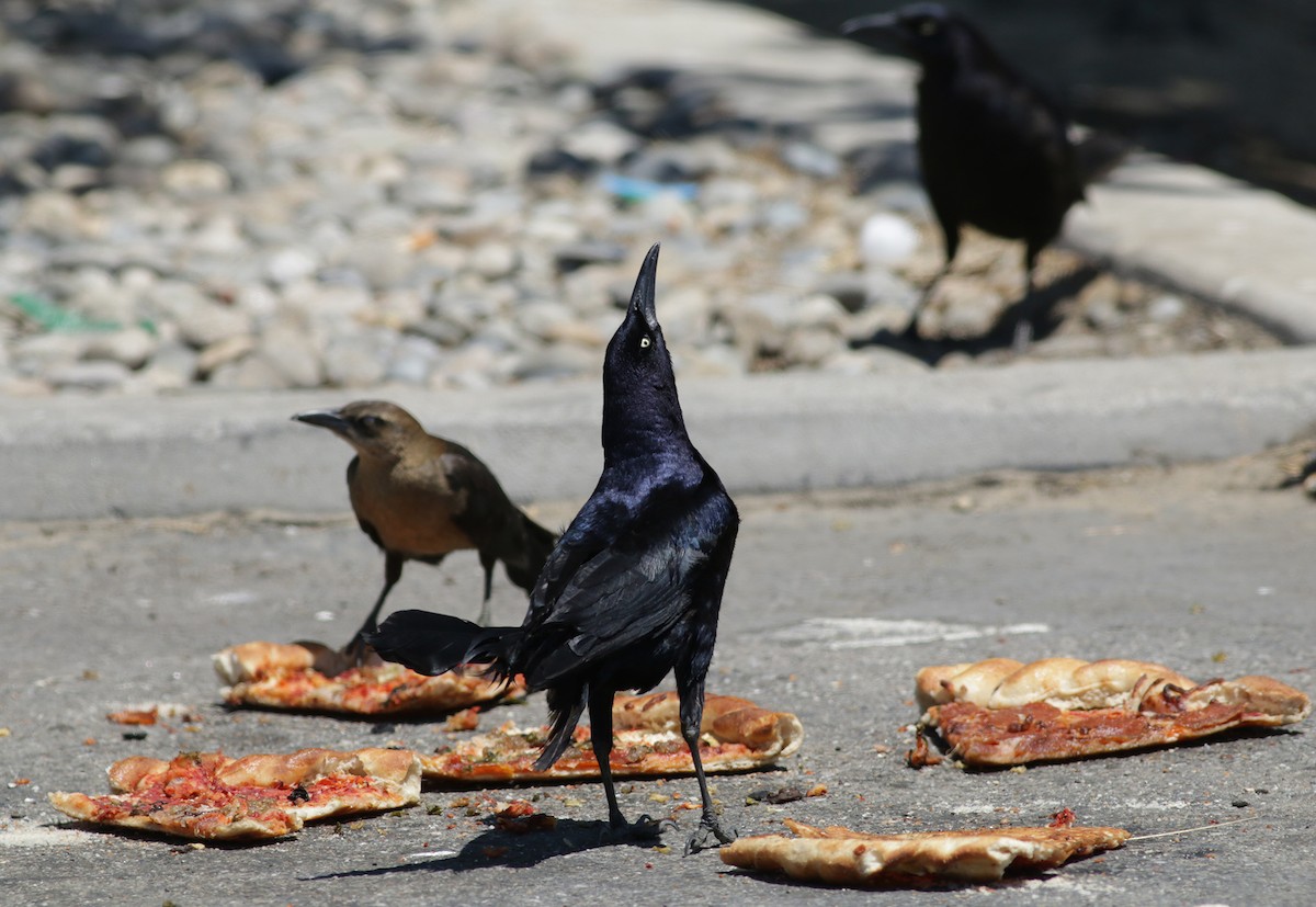 Great-tailed Grackle - ML341762571