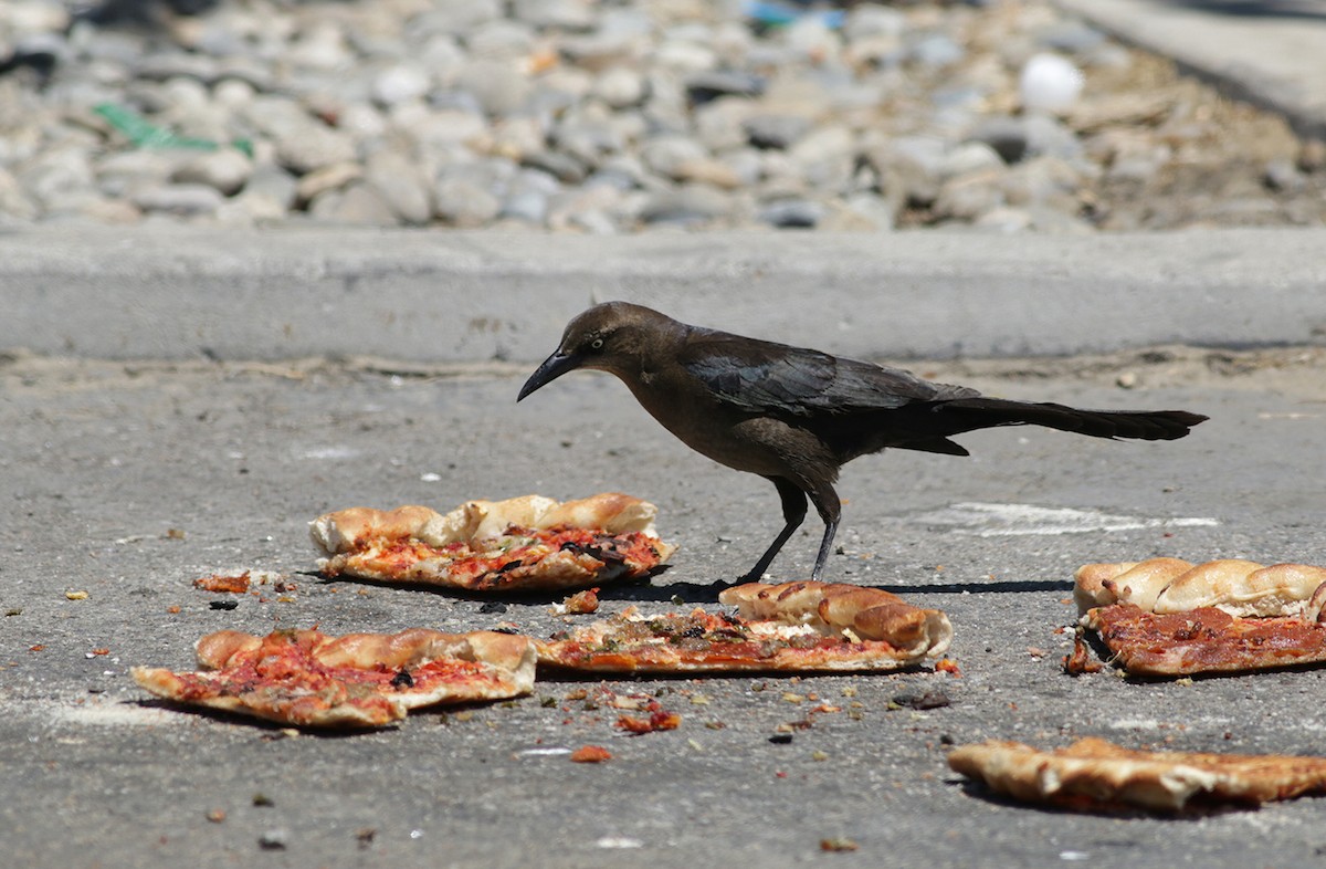 Great-tailed Grackle - ML341762611
