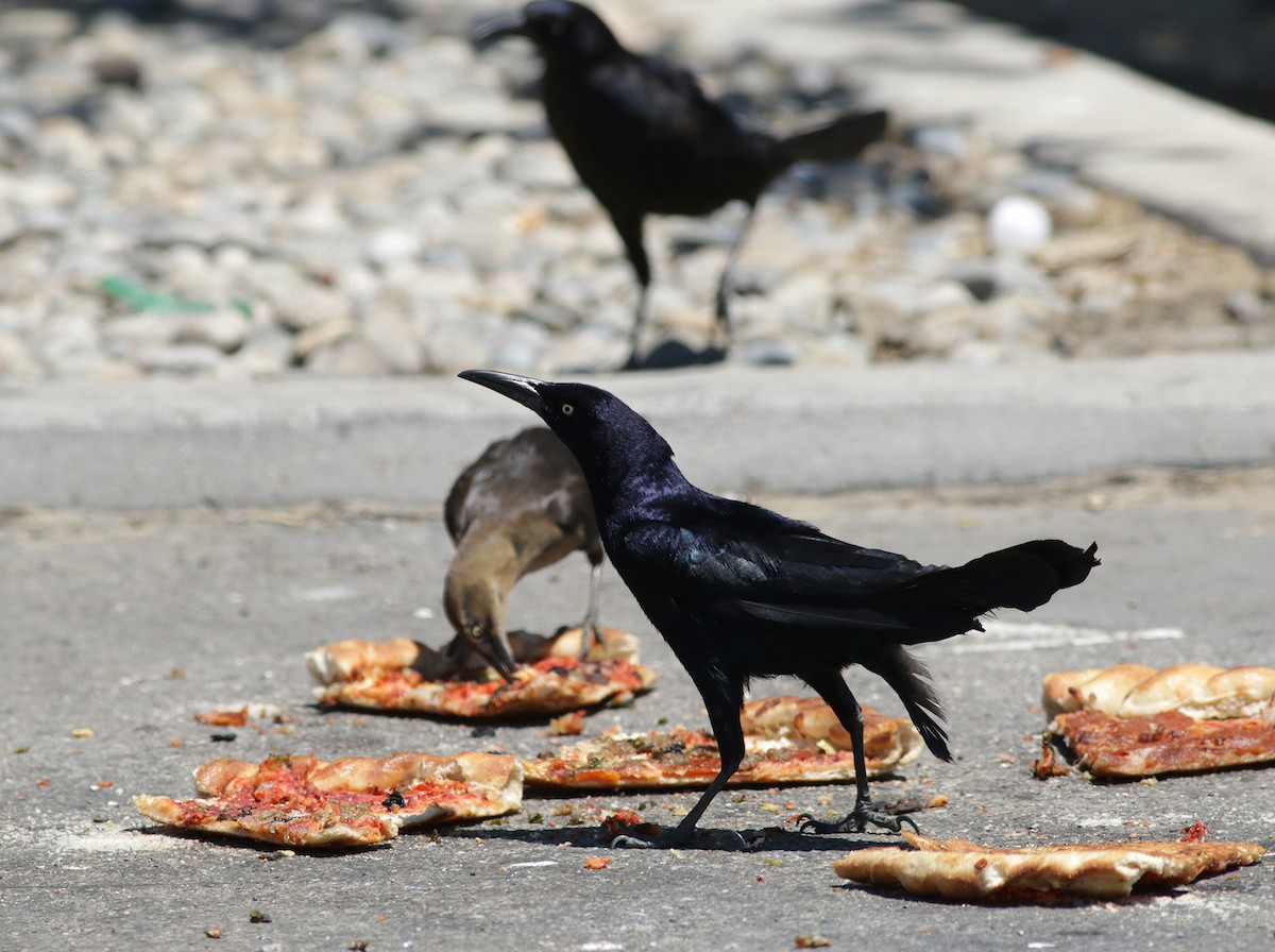 Great-tailed Grackle - ML341762621