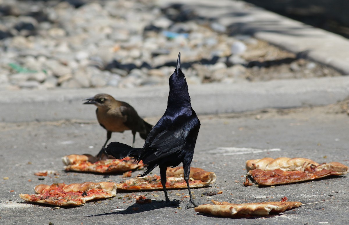 Great-tailed Grackle - ML341762651