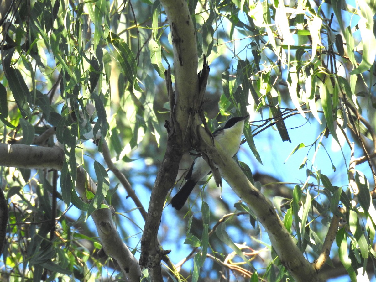 Restless Flycatcher - Tim Tucey