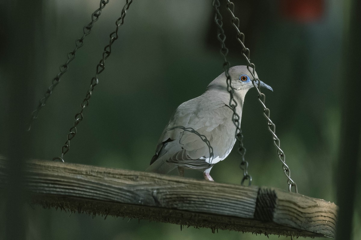 White-winged Dove - James McNamara