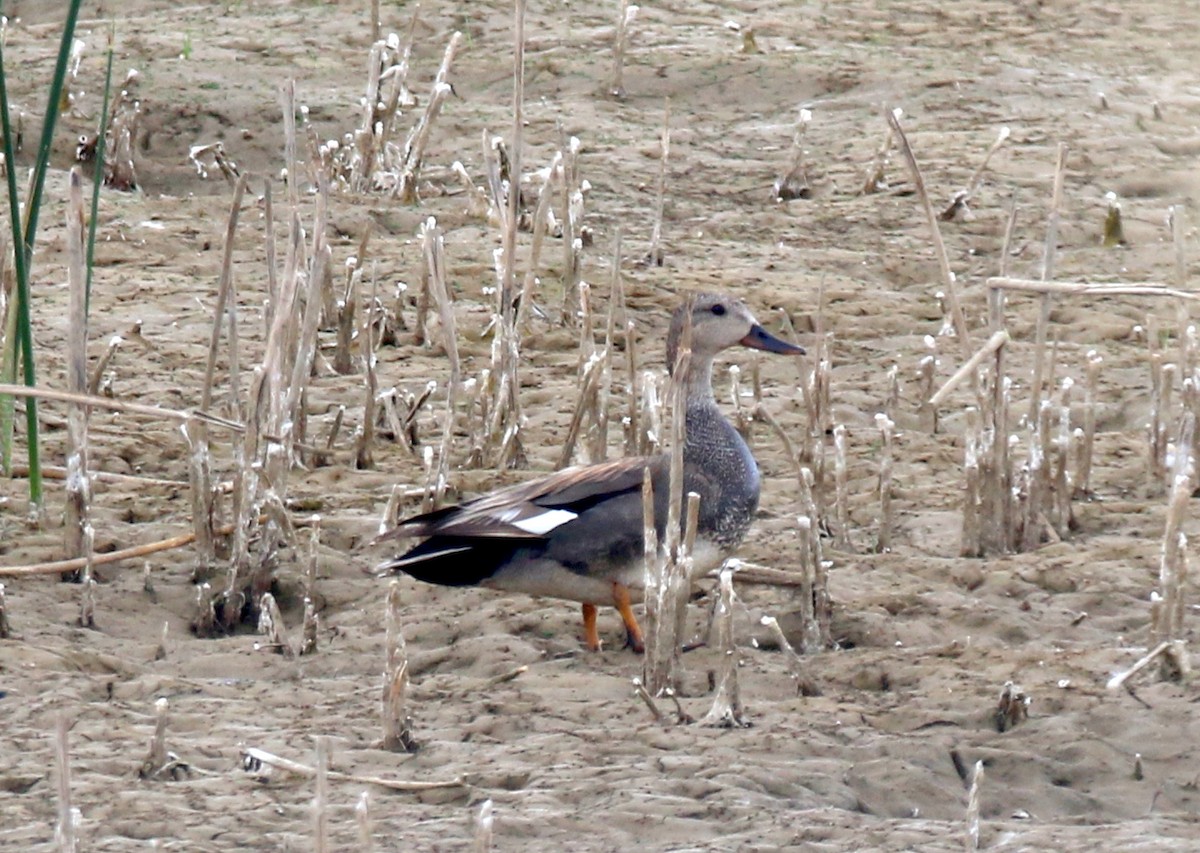 Gadwall - ML341768321