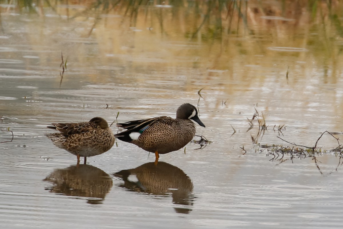 Blue-winged Teal - ML341772341
