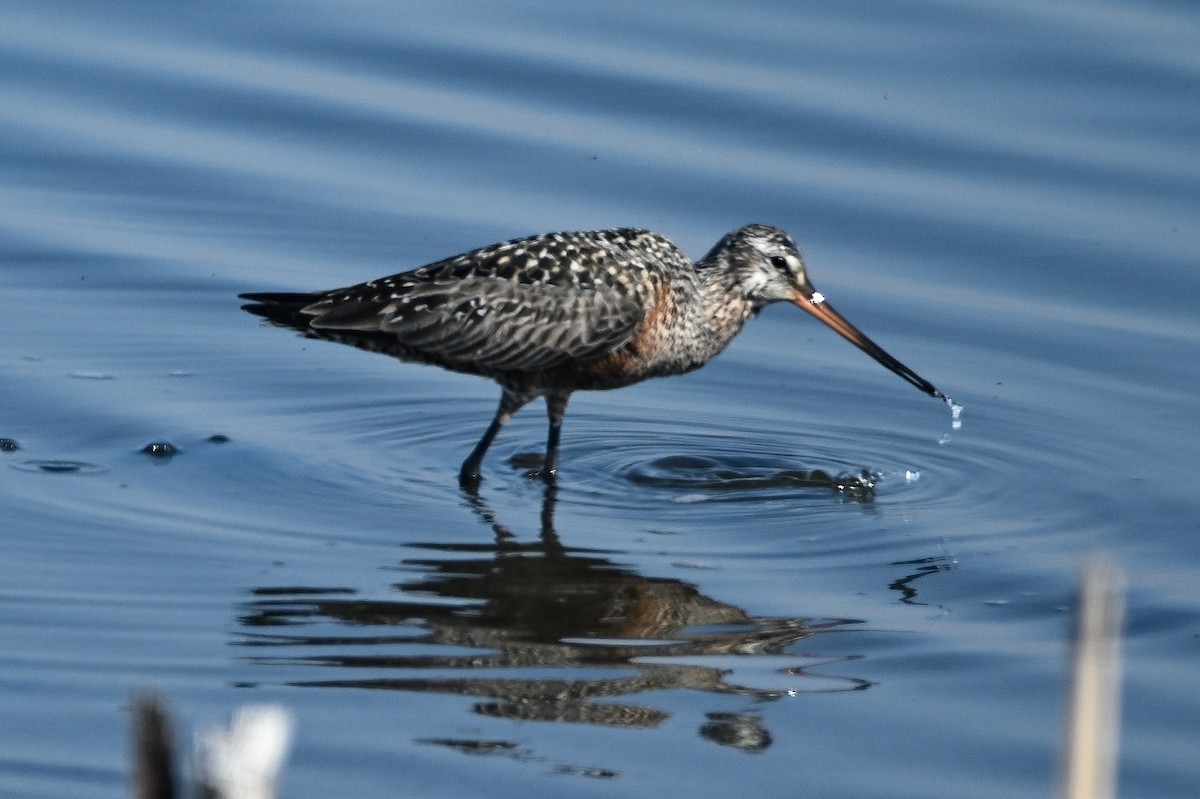 Hudsonian Godwit - ML341775631