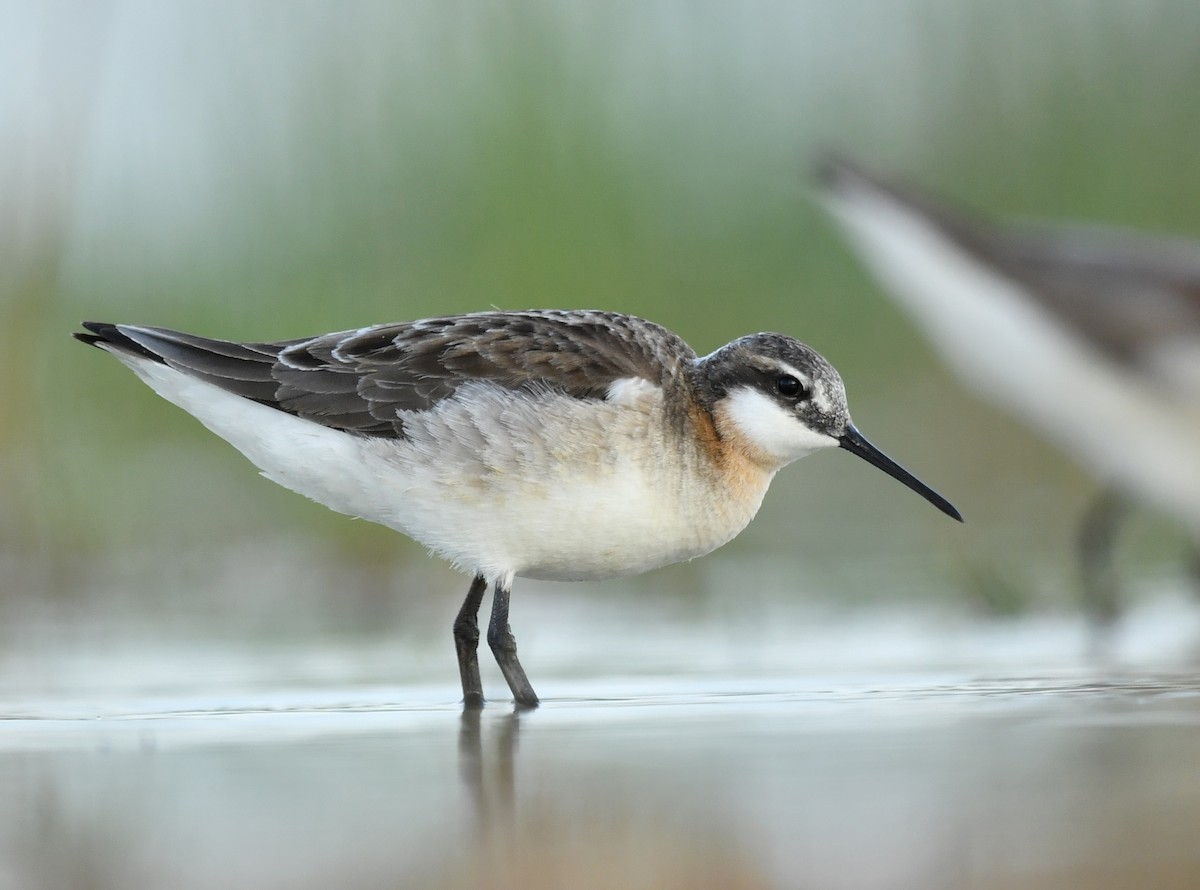 Wilson's Phalarope - ML341775691