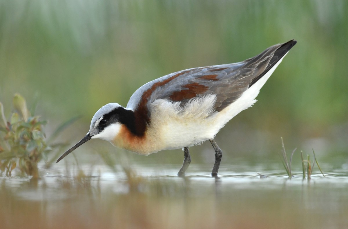 Wilson's Phalarope - ML341775721