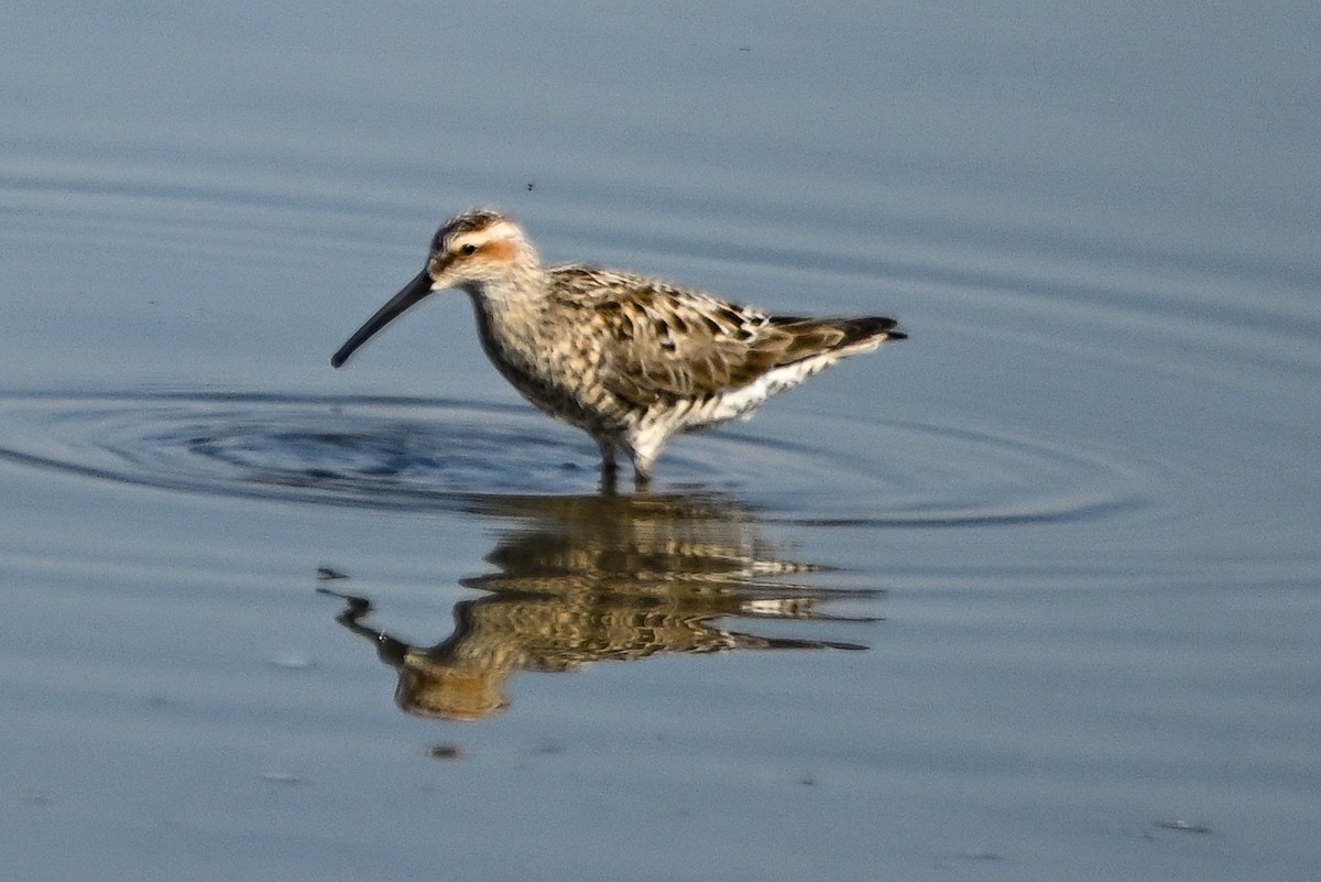 Stilt Sandpiper - ML341775831