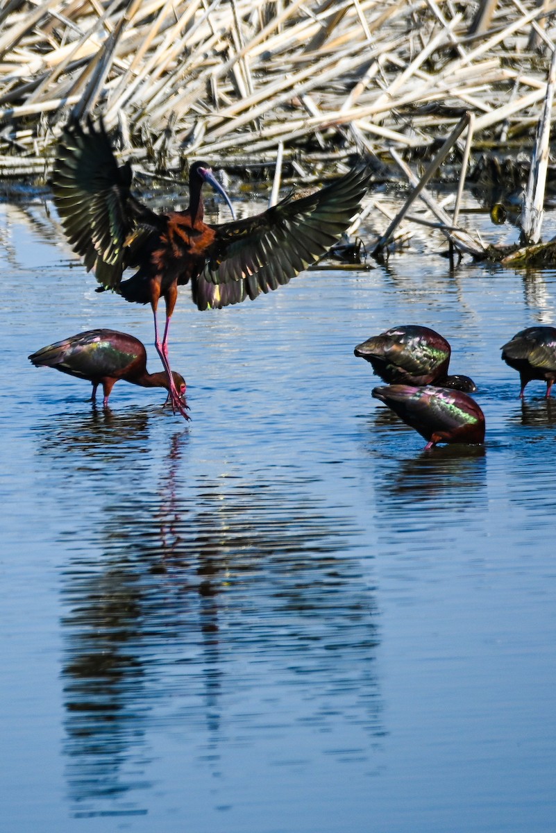 White-faced Ibis - ML341776211