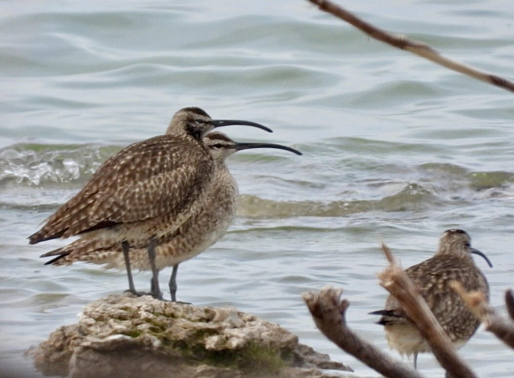 Hudsonian Whimbrel - Jean Hampson