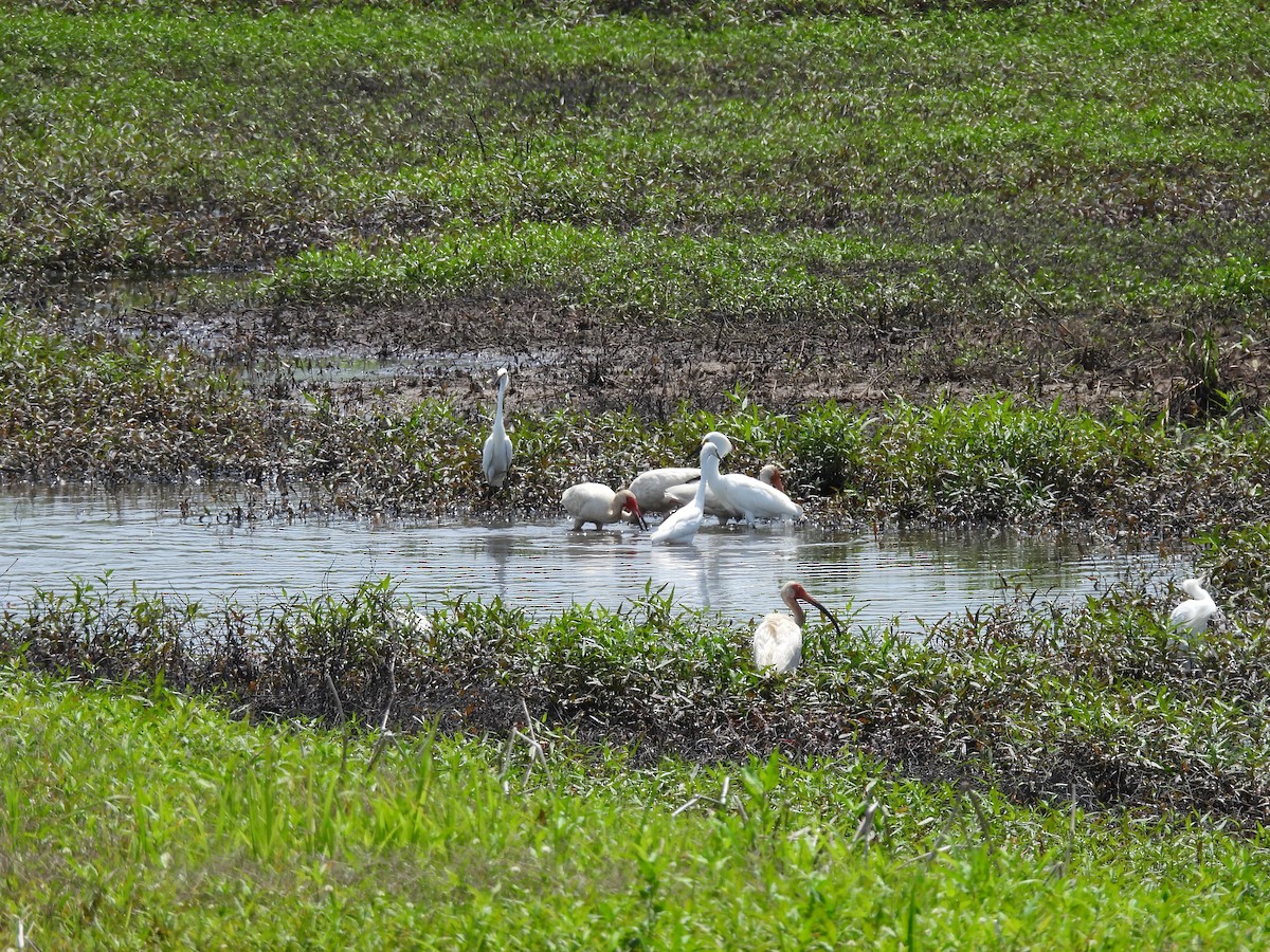 ibis bílý - ML341779021