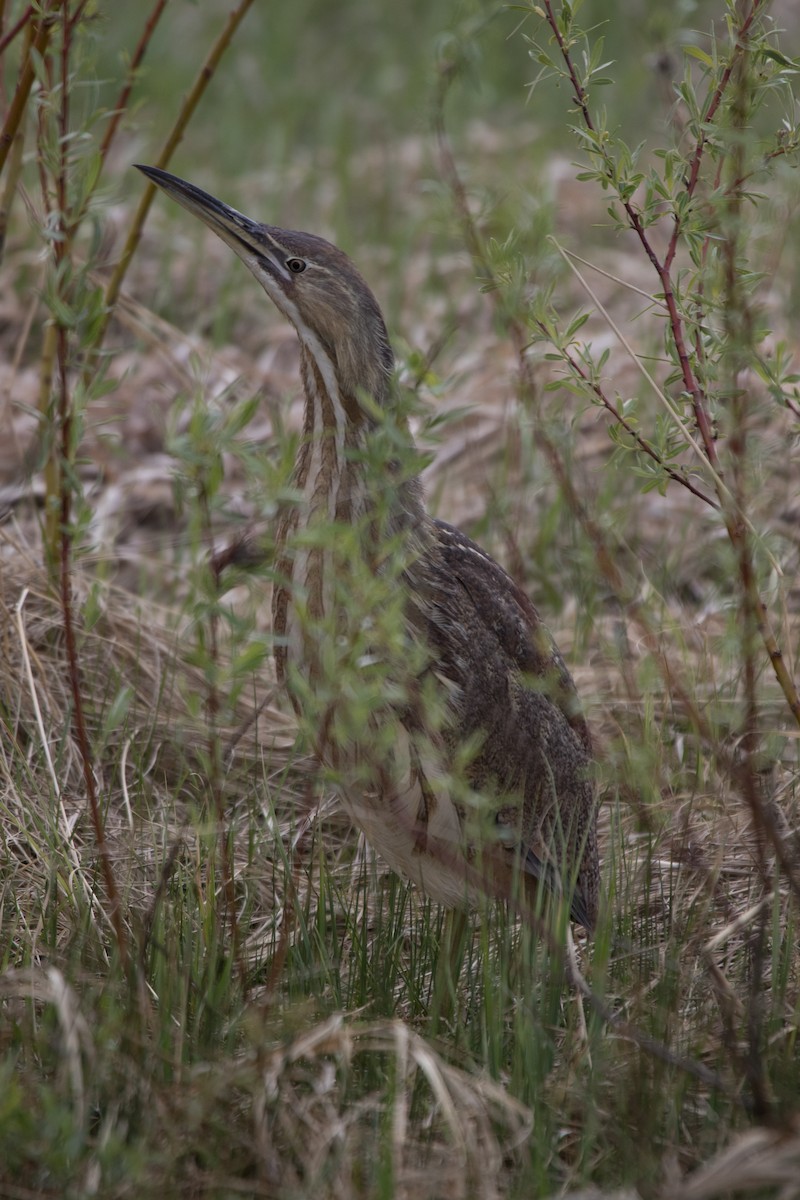 American Bittern - ML341779681