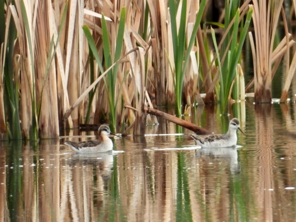 Wilson's Phalarope - ML341780111