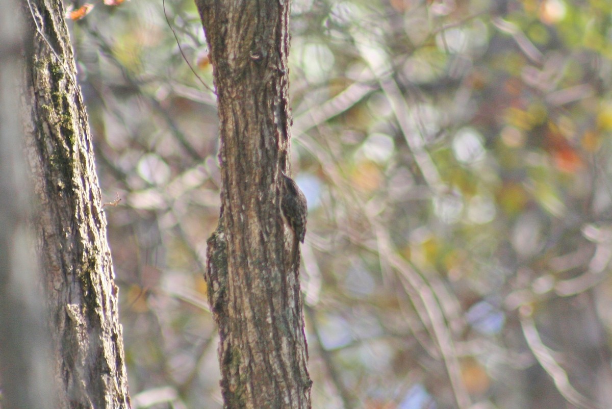 Brown Creeper - ML34178051