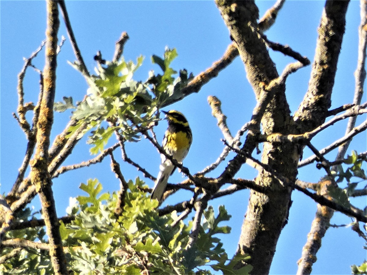 Townsend's Warbler - ML341781621