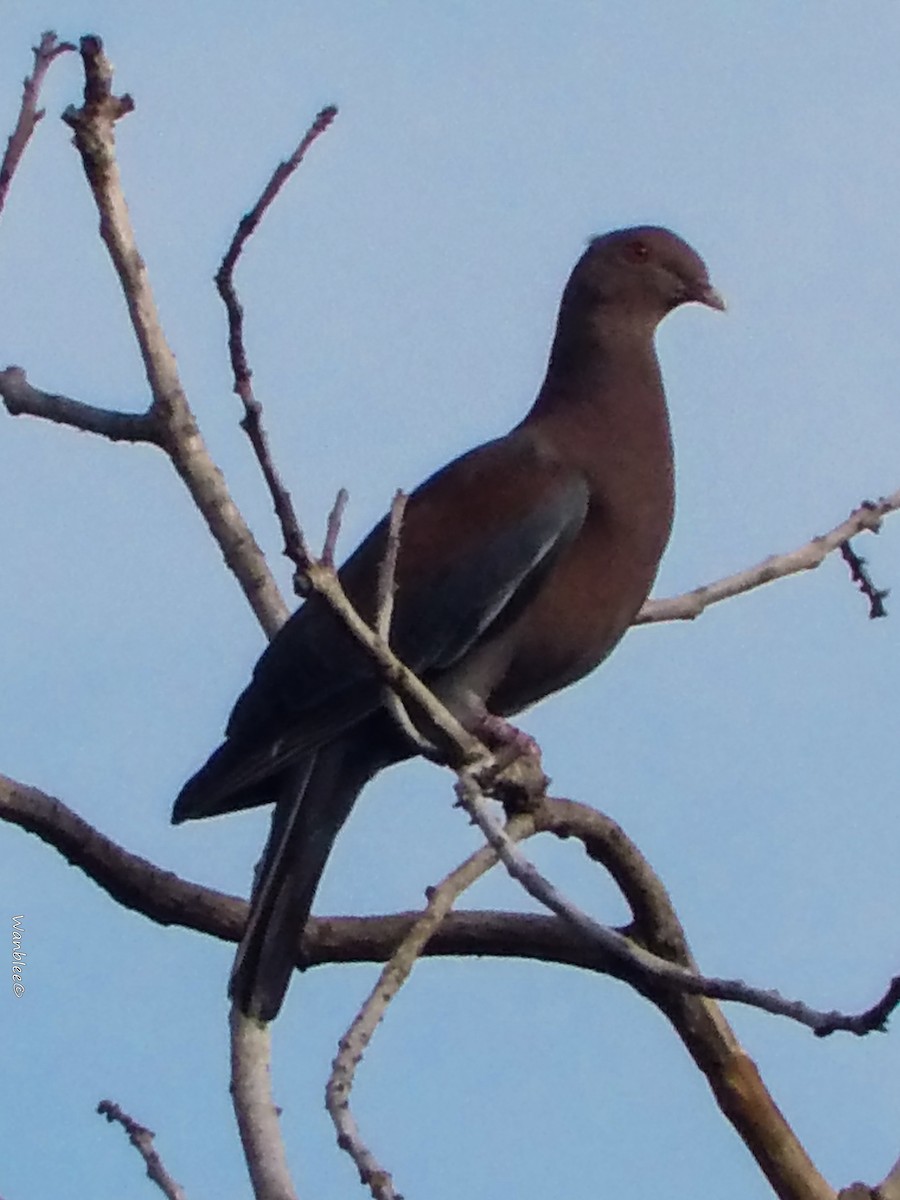 Pigeon à bec rouge - ML341782041