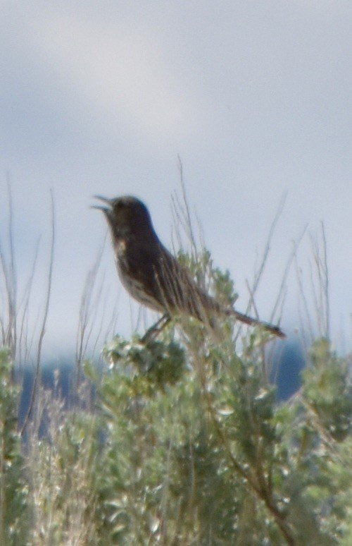 Sage Thrasher - ML341782141