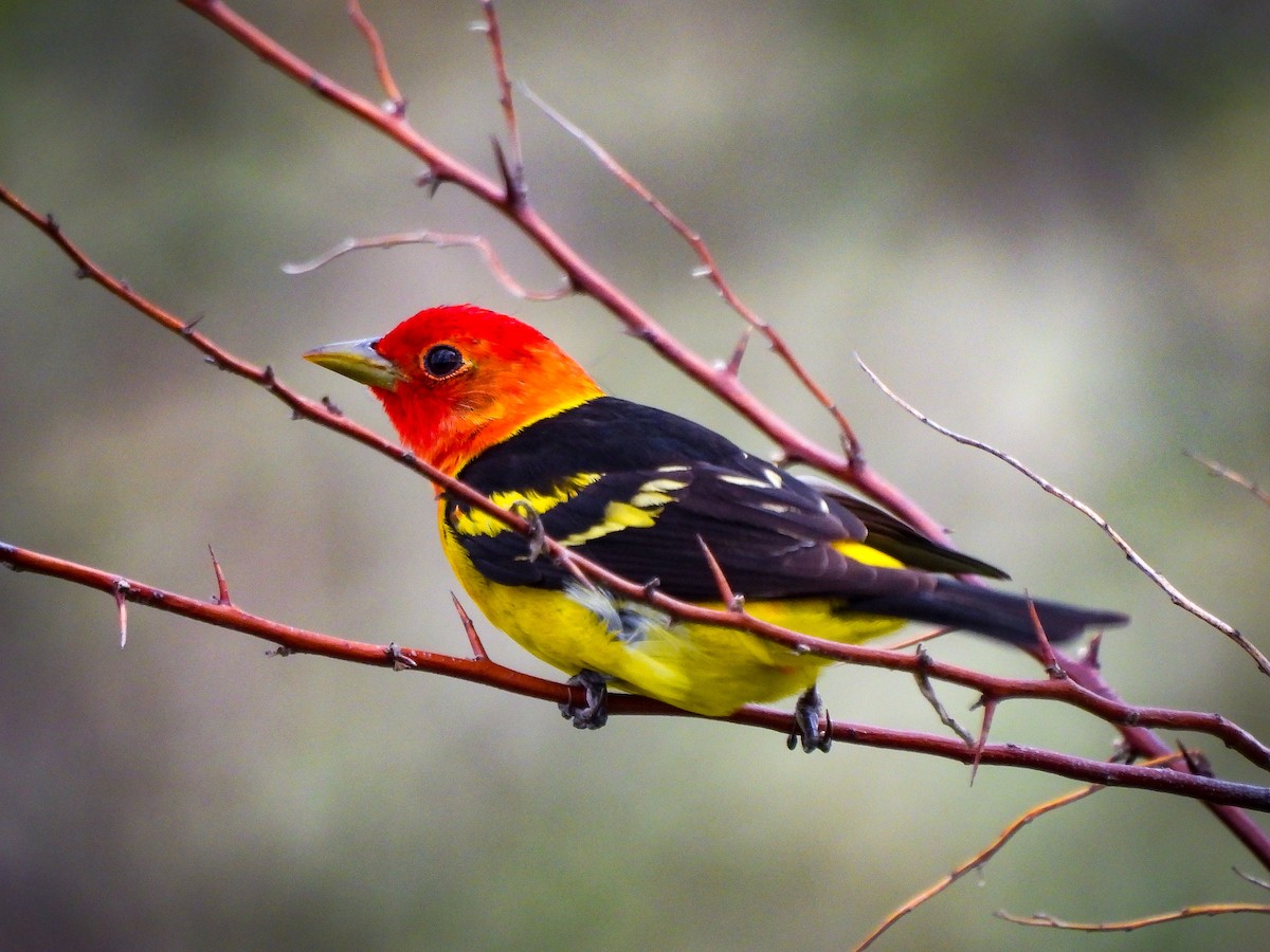 Western Tanager - ML341782391