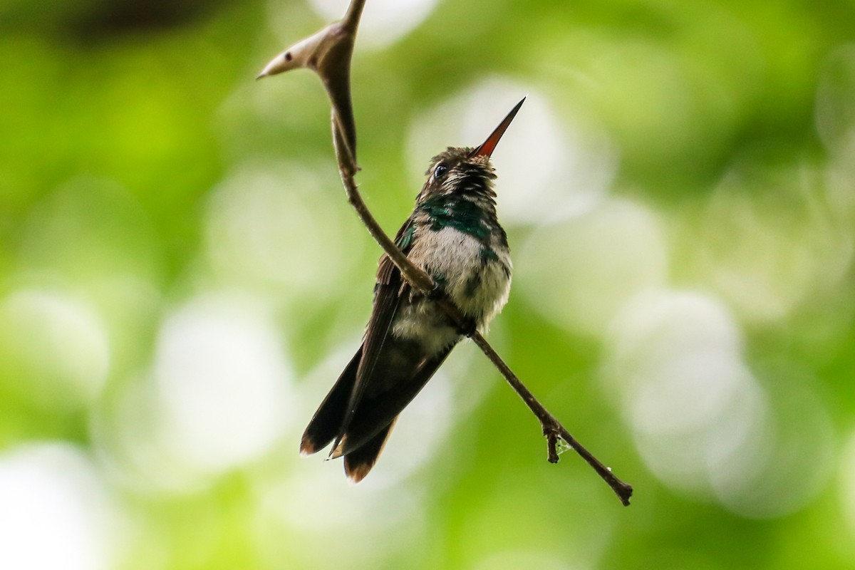 Canivet's Emerald - ML341784281