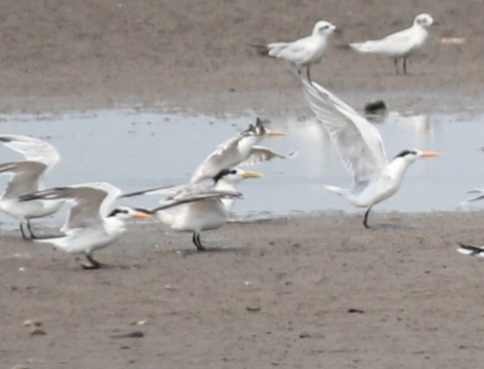 Great Crested Tern - ML341784581