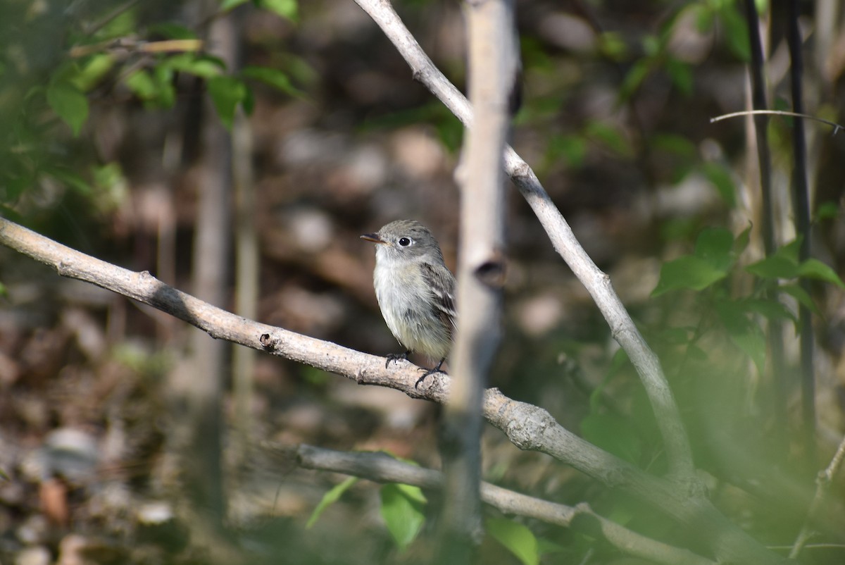 Least Flycatcher - ML341785101