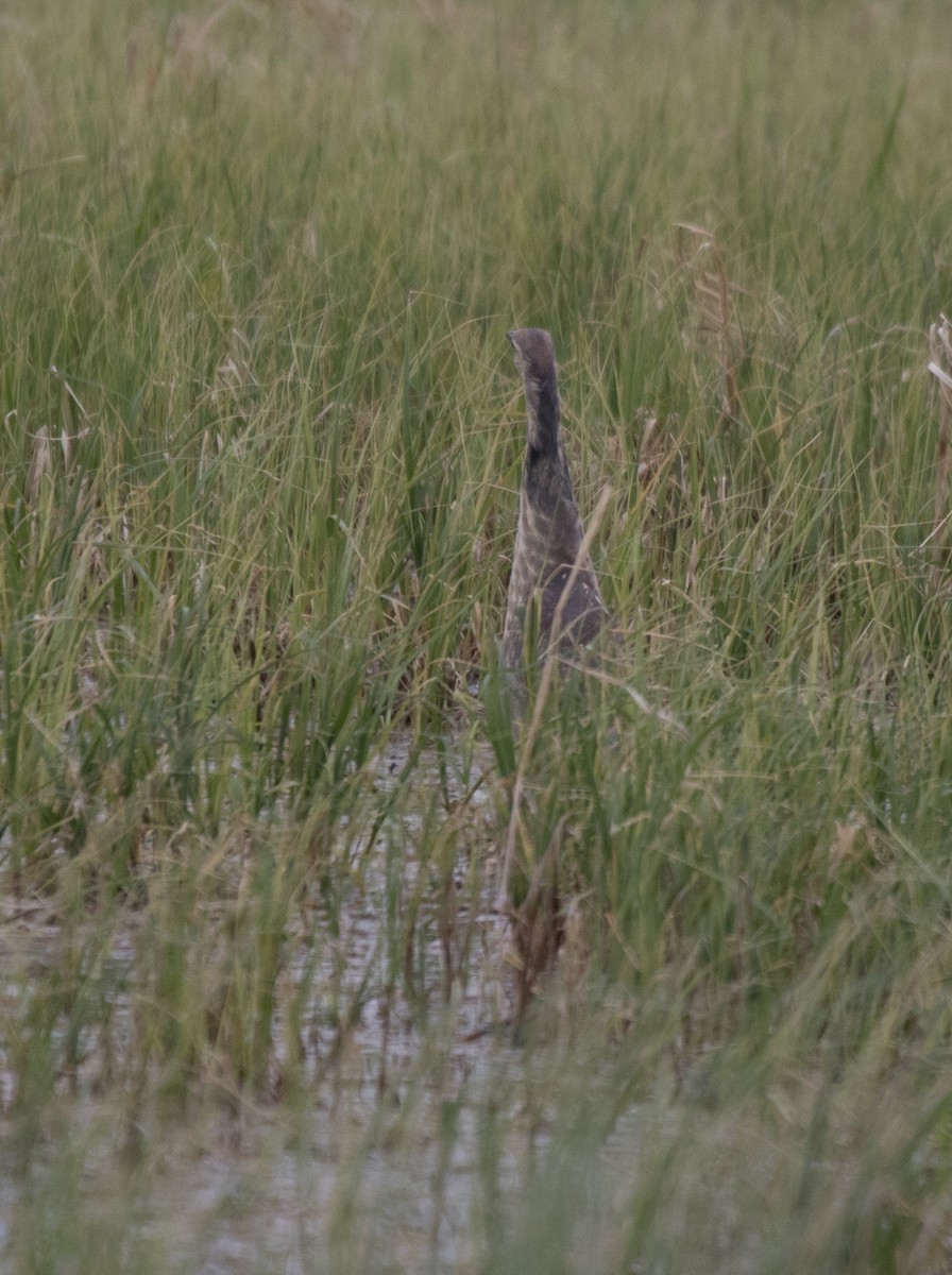 American Bittern - ML341785701