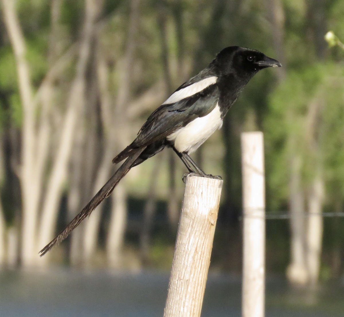 Black-billed Magpie - ML341785751