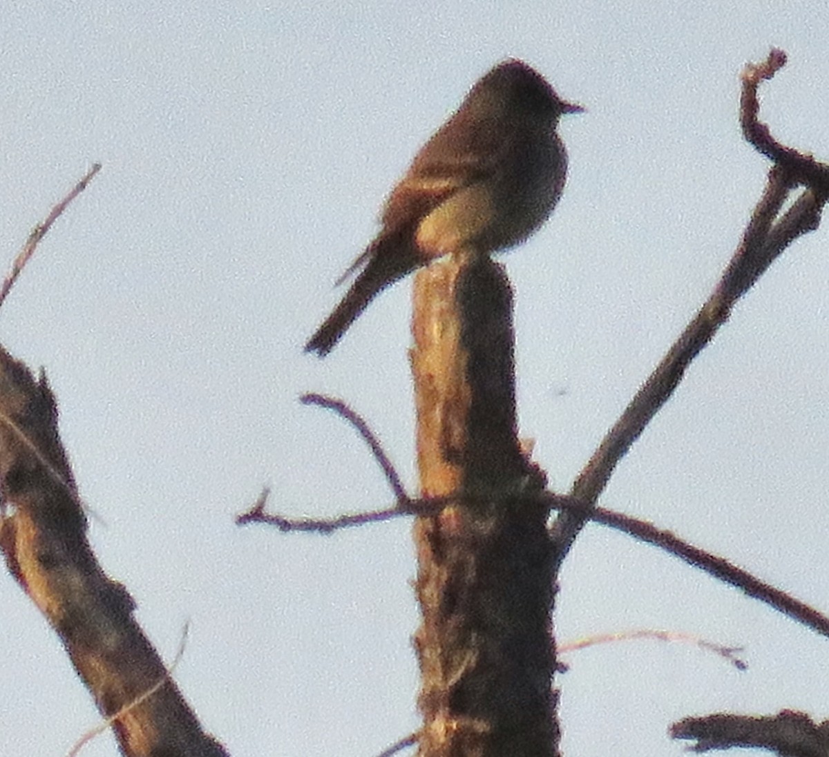 Western Wood-Pewee - ML341785791