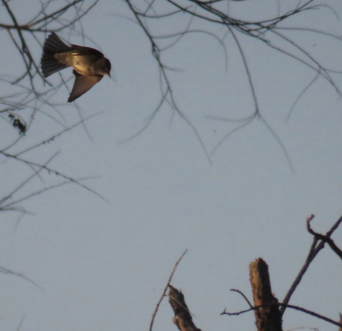 Western Wood-Pewee - ML341785821