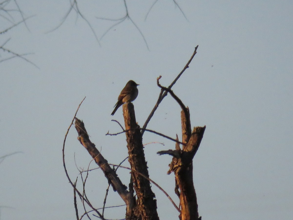 Western Wood-Pewee - ML341785841