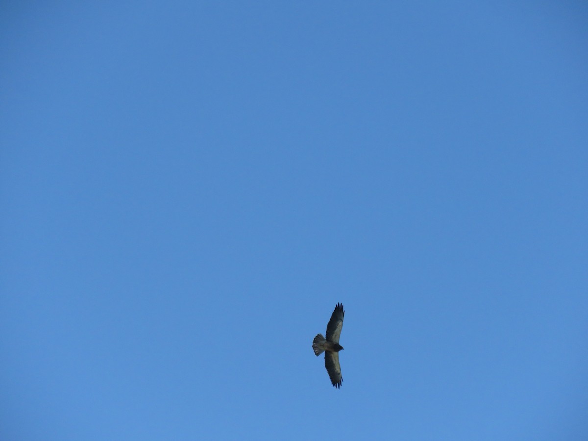 Swainson's Hawk - ML341785871