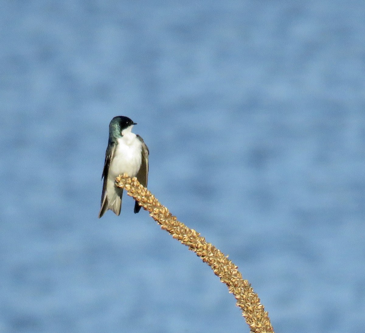 Tree Swallow - ML341785991