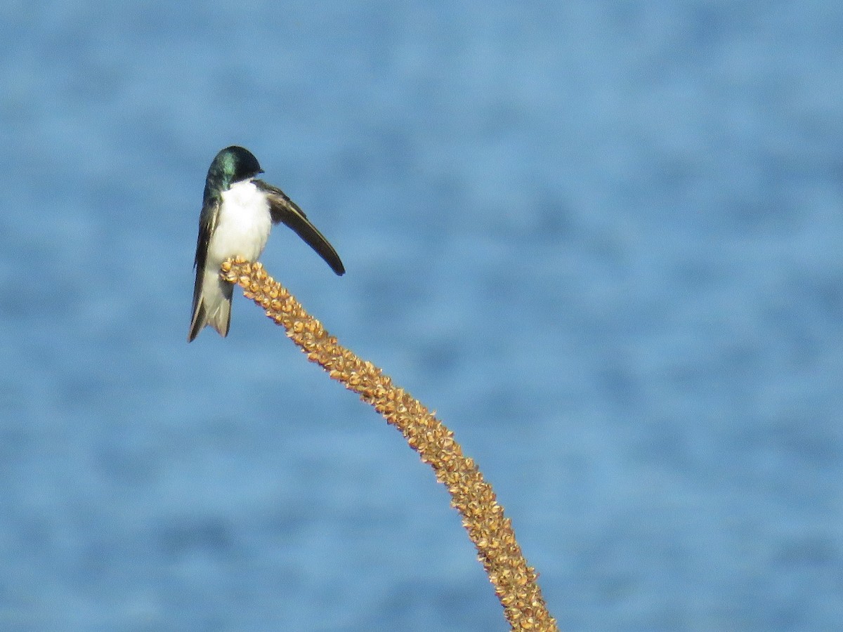 Tree Swallow - ML341786001