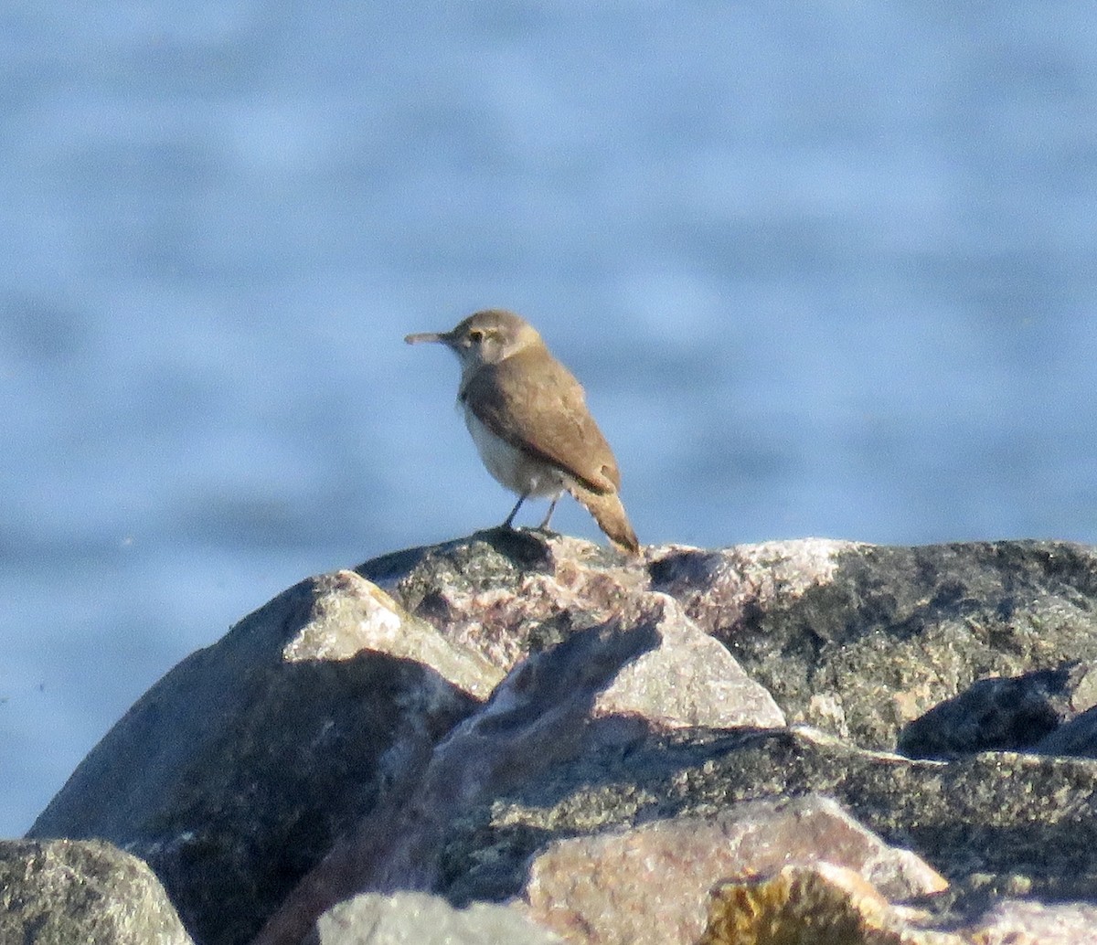 Rock Wren - ML341786481