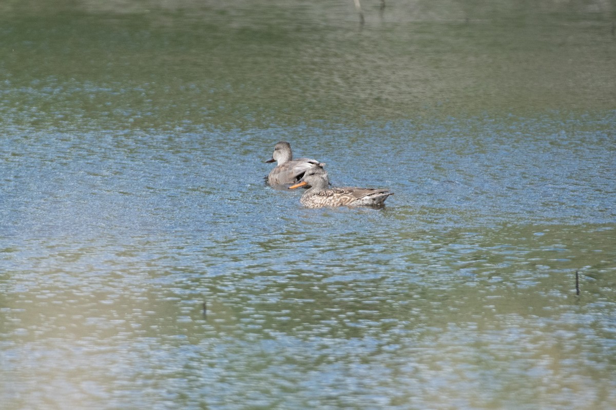 Gadwall - ML341786491